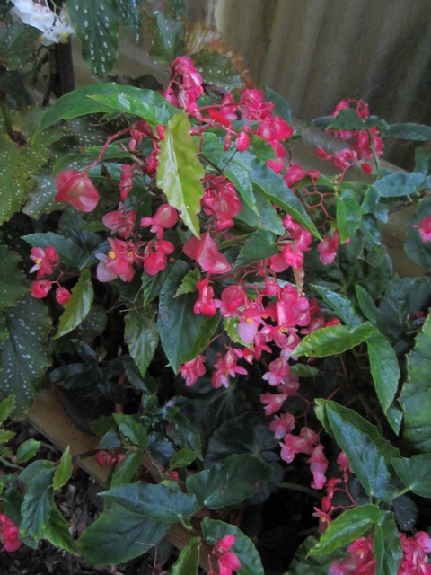 B. ‘Sir Bloomsalot’